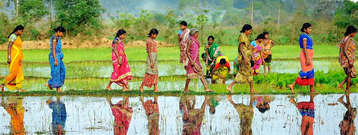 Women in Rice Paddy